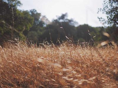 Foto 1 - Jornada de Plantación Urbana